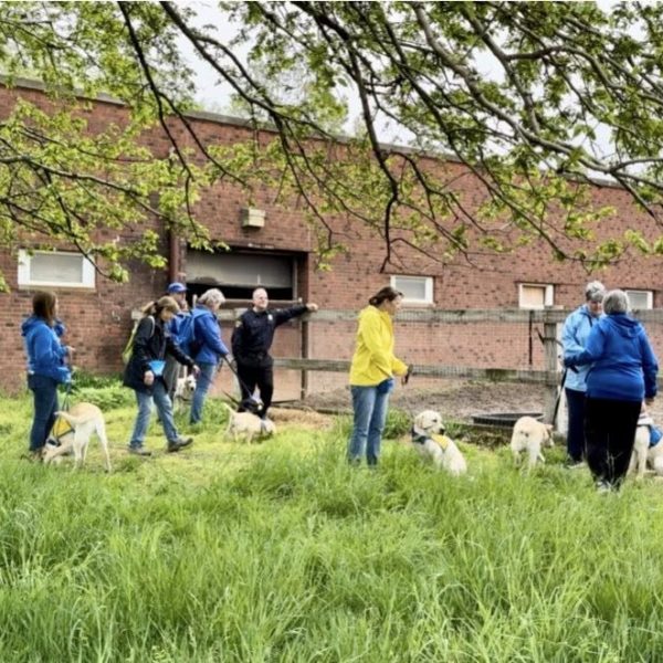 Trainers and puppies walk in the grass outside the Mounted Unit barn during the acclimation session.