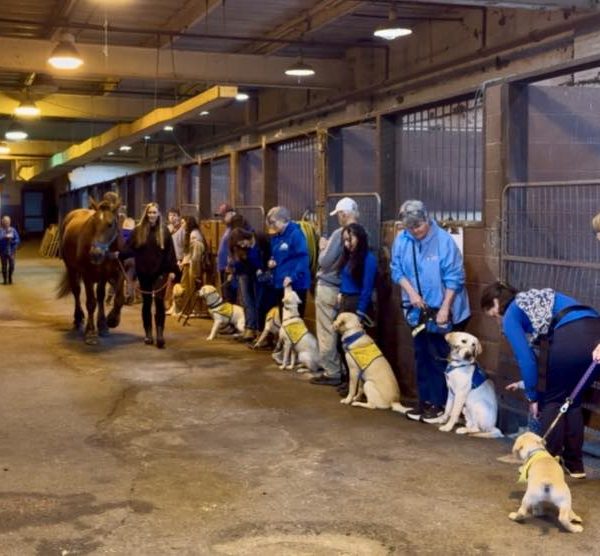 Horses and dogs line up in the stable aisle as part of an introduction exercise.