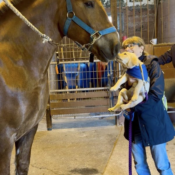 A service puppy sniffs noses with a Cleveland Police horse during a close-up greeting.