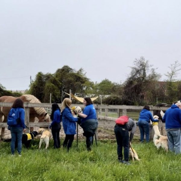 Volunteers with service dogs in training interact with Cleveland Police horses through a pasture fence.